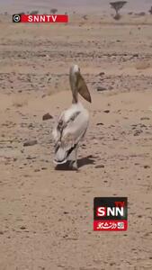  دریاچه ارومیه، نگین خشک‌شده ایران +فیلم