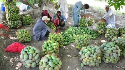  سیستان و بلوچستان؛ آینده کشاورزی گرمسیری ایران و نقطه آغاز یک تحول ملی
