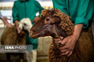  جابجایی بدون مجوز دام، قاچاق محسوب می‌شود