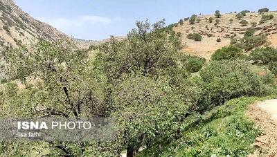  رئیس اداره جنگل‌داری استان: جنگل‌های کرمانشاه علائم خشکیدگی ندارند