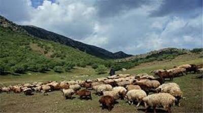  دانش‌آموخته دکترای محیط زیست: رمه‌گردانی در روزهای بارانی فشار مضاعفی بر اکوسیستم وارد می‌کند