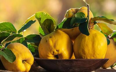  خواص میوه به، دمنوش به و دانه به؛ از تقویت قلب تا درمان بی خوابی - مجله اینترنتی کولاک