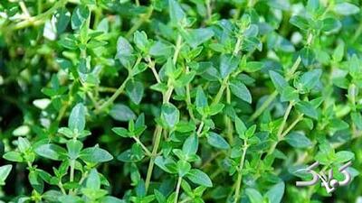  خواص آویشن؛ درمان طبیعی و قدرتمند برای سرفه و گلودرد - مجله اینترنتی کولاک