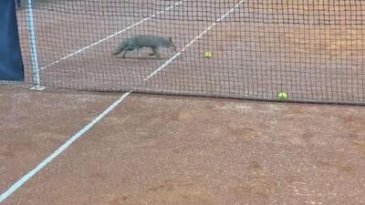  روباهی که تنیس را دوست دارد