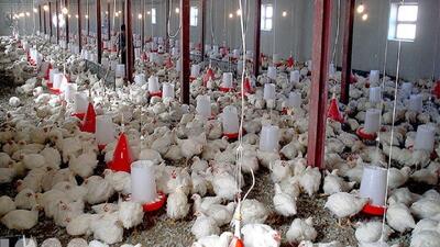  احتکار ۵۴ هزار کیلو گرم مرغ زنده؛ مرغدار متخلف ۷ میلیارد جریمه شد