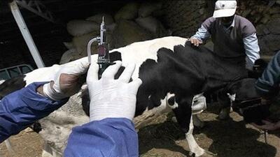  ۱۰۰ درصد جمعیت دام سنگین صنعتی علیه تب برفکی واکسینه شد