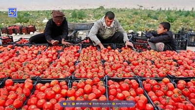  افزایش قیمت گوجه موقتی است؛ تکذیب شایعه پرتقال تزریقی