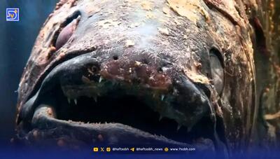  بازمانده دایناسورها زنده شکار شد!