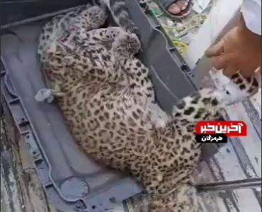  نجات یک قلاده پلنگ در کوه‌های بشاگرد