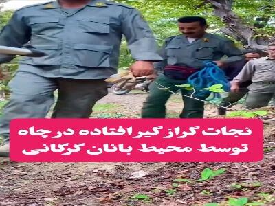  نجات یک گراز از گودال توسط محیط‌بانان