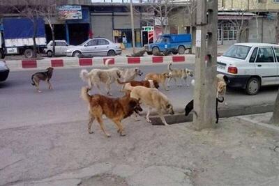  قصه‌های نان و نمک(63)/ زندگی لابه‌لای سگ‌ها!