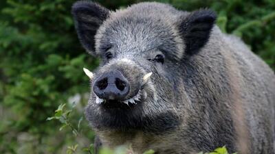  نجات گراز گرفتار در گودال جنگل گلستان (فیلم)