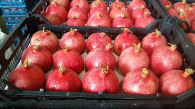  سهم ۸۵ درصدی عراق از انار ایران