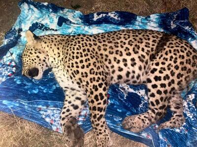  توله پلنگ ایرانی در بشاگرد هرمزگان تلف شد