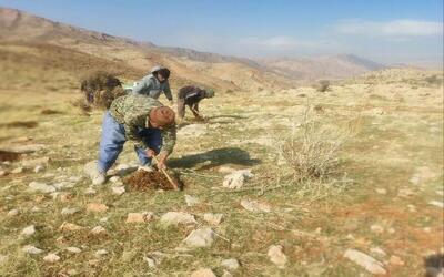  تحقق هدف‌گذاری کشت گیاهان دارویی در کهگیلویه و بویراحمد نیازمند تامین بذر