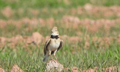  زمین‌های کلزای خراسان‌شمالی؛ مزرعه یا تالار پذیرایی چکاوک‌ها؟