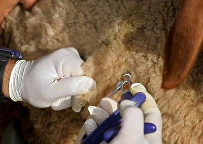  تولید پایدار واکسن با مشارکت شرکت های دانش بنیان