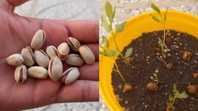  نحوه کاشت درخت پسته / آبیاری و کود مناسب برای پرورش پسته