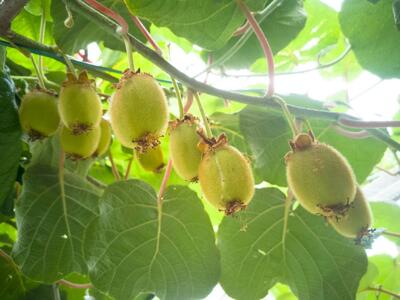  شناسایی و کنترل آفات درخت کیوی برای باغداران
