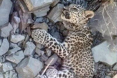  یک توله پلنگ ایرانی تلف شد+ جزئیات