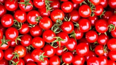  خبر خوش برای خریداران گوجه! تاریخ دقیقی که ارزان می‌شود