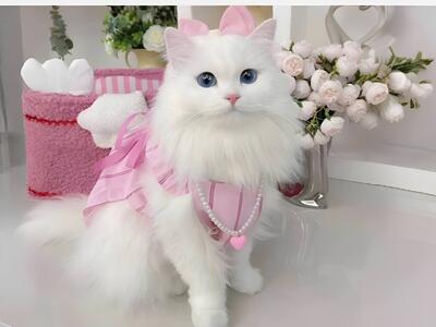  ادعای نگران‌کننده درباره گربه‌ها / خطر اسکیزوفرنی بالا می‌رود!