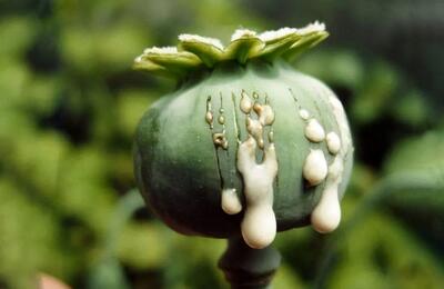  وزیر بهداشت: باید قانون کشت تریاک تصویب شود