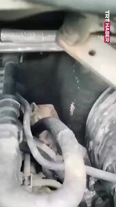  کشف ۵ بچه‌گربه در موتور خودرو پس از طی ۱۴ کیلومتر