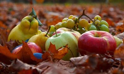  فریز کردن میوه‌های پاییزی؛ بهترین روش برای نگهداری طولانی‌مدت