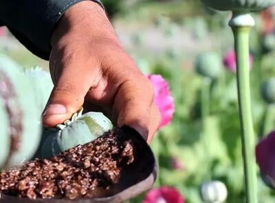  جدال قانونی بر سر تریاک: وزیر بهداشت اصرار دارد
