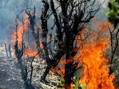 مهار حریق در منطقه الیت چالوس در آستانه اتمام؛ تلاش‌های گسترده زمینی و هوایی ادامه دارد