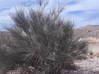  بادام کوهی، طلایه‌دار احیاء منابع طبیعی و رونق اقتصادی در سیرجان