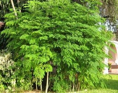  کشت مورینگا برای نخستین‌بار در دهلران 