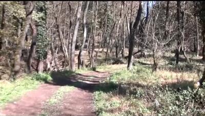  ورود میدانی دادگستری مازندران به ادعای مربوط به ساخت و ساز غیرمجاز در جنگل‌های هیرکانی بابل