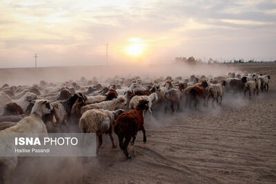  مزرعه دامپروری چپرقویمه - گنبد