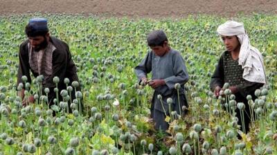  میگنا - وزیر بهداشت: قانون کشت تریاک تصویب شود!