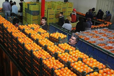  واکنش اتحادیه بارفروشان به شایعه پرتقال تزریقی