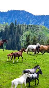  فیلم گله اسب‌ها در مراتع سرسبز