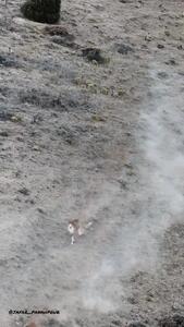  فیلم دویدن تماشایی قوچ‌های اوریال در پارک ملی گلستان