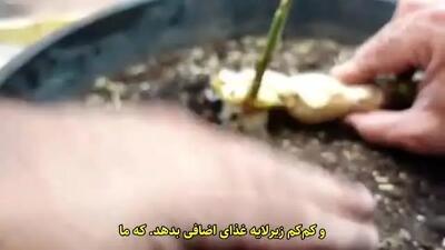  کاشت زنجبیل در گلدان