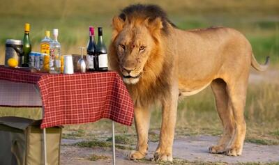  مستند حیات وحش؛ واکنش شیرها وقتی فضا براشون رمانتیک میشه