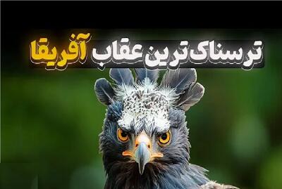  مستند حیات وحش؛ عقاب تاجدار جمجمه‌ حیوان ۳۰ کیلویی رو خرد میکنه