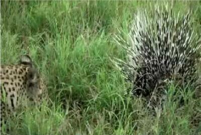  مستند حیات وحش؛ پلنگ در هوا و هوس جوجه تیغی جان باخت