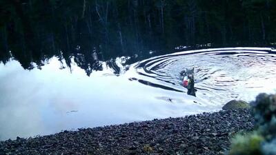  یک گرگ وحشی در کانادا با تله برای خرچنگ ها مشغول «ماهیگیری» بود