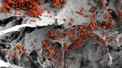  مدل واقعی از مغز استخوان انسان برای اولین بار ساخته شد