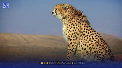  تلف شدن توله پلنگ ایرانی در بشاگرد / اعزام فوری تیم محیط زیست پس از گزارش جوامع محلی