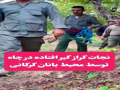  نجات یک گراز از گودال توسط محیط‌بانان در گرگان