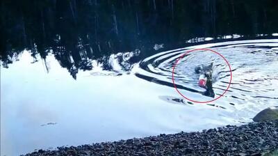  گرگ وحشی در کانادا از ابزار انسانی برای شکار استفاده کرد (فیلم)