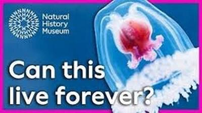  حیواناتی که نمی‌میرند: راز جاودانگی علمی