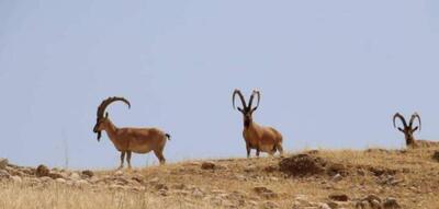  آغاز سرشماری سالانه پستانداران شاخص در زیستگاه‌های حفاظت‌شده خوزستان